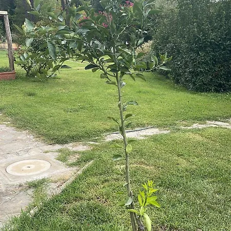 Farma Santa Lorica - Sassetta